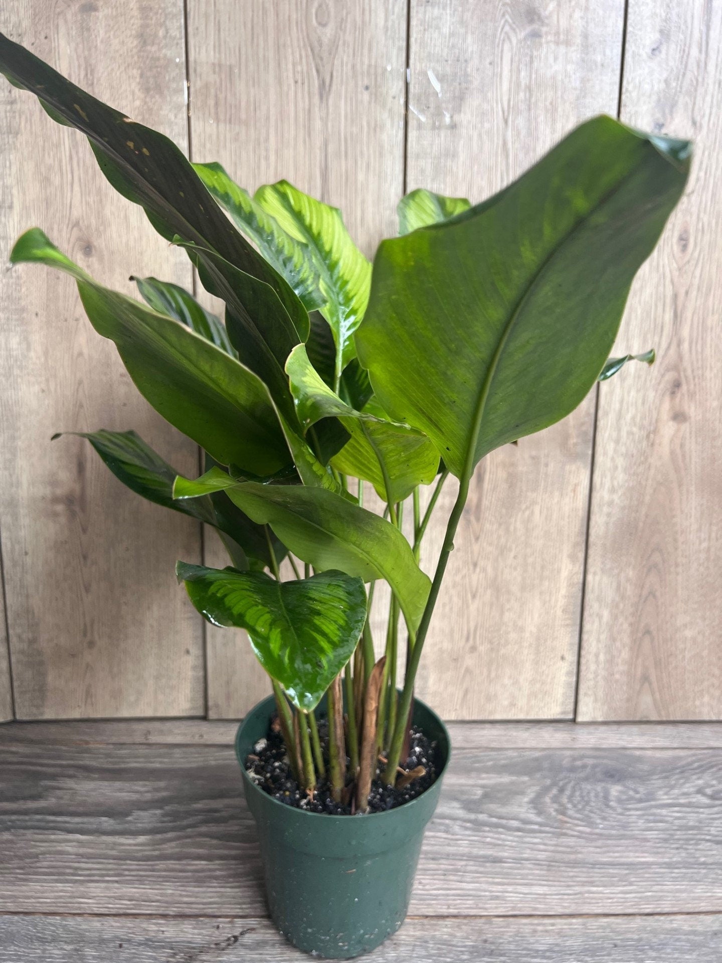 Calathea Beauty Star - Calathea , in 6" pot, Prayer Plant