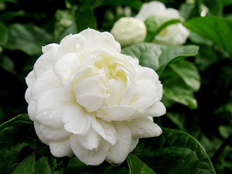 Jasmine Grand Duke in 10" Pot Pot, Fragrance