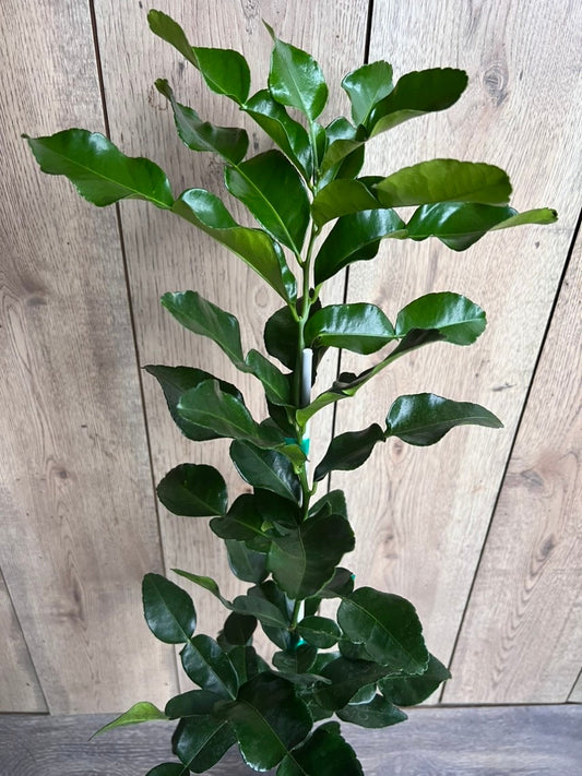 Kaffir Lime Tree - Citrus Hystrix Makrut in Half Gallon  Pot, Kieffer Lime, Jeruk Purut, Grafted,