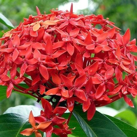 Ixora Taiwanese Red in 6" Pot, Carmen Dwarf Red, Ixora