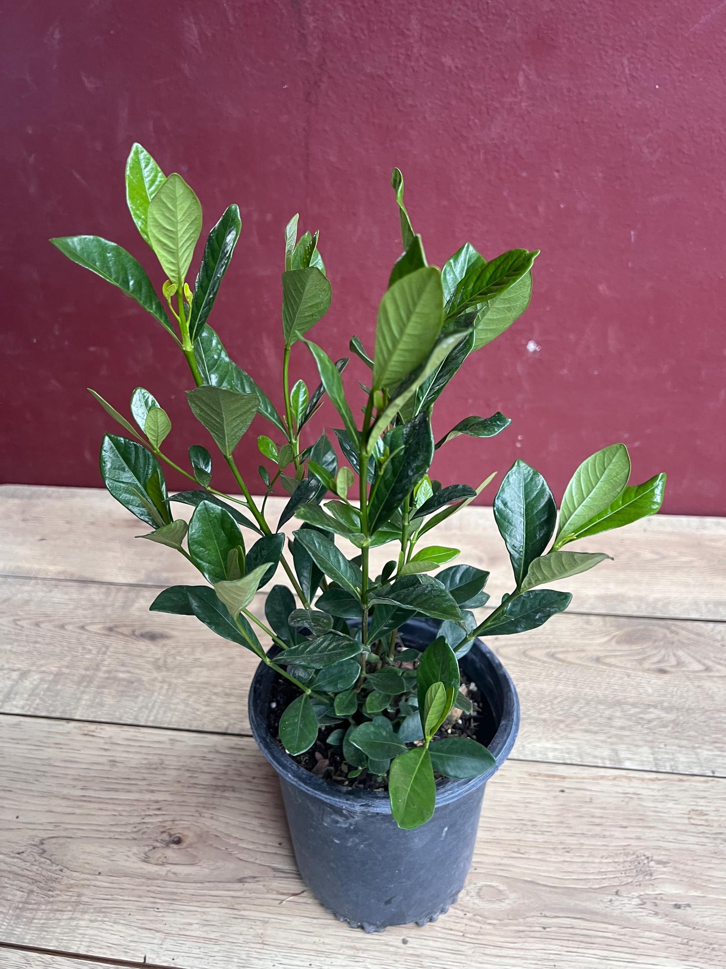 Gardenia jasminoides 'Button' in 6" pot, Gardenia