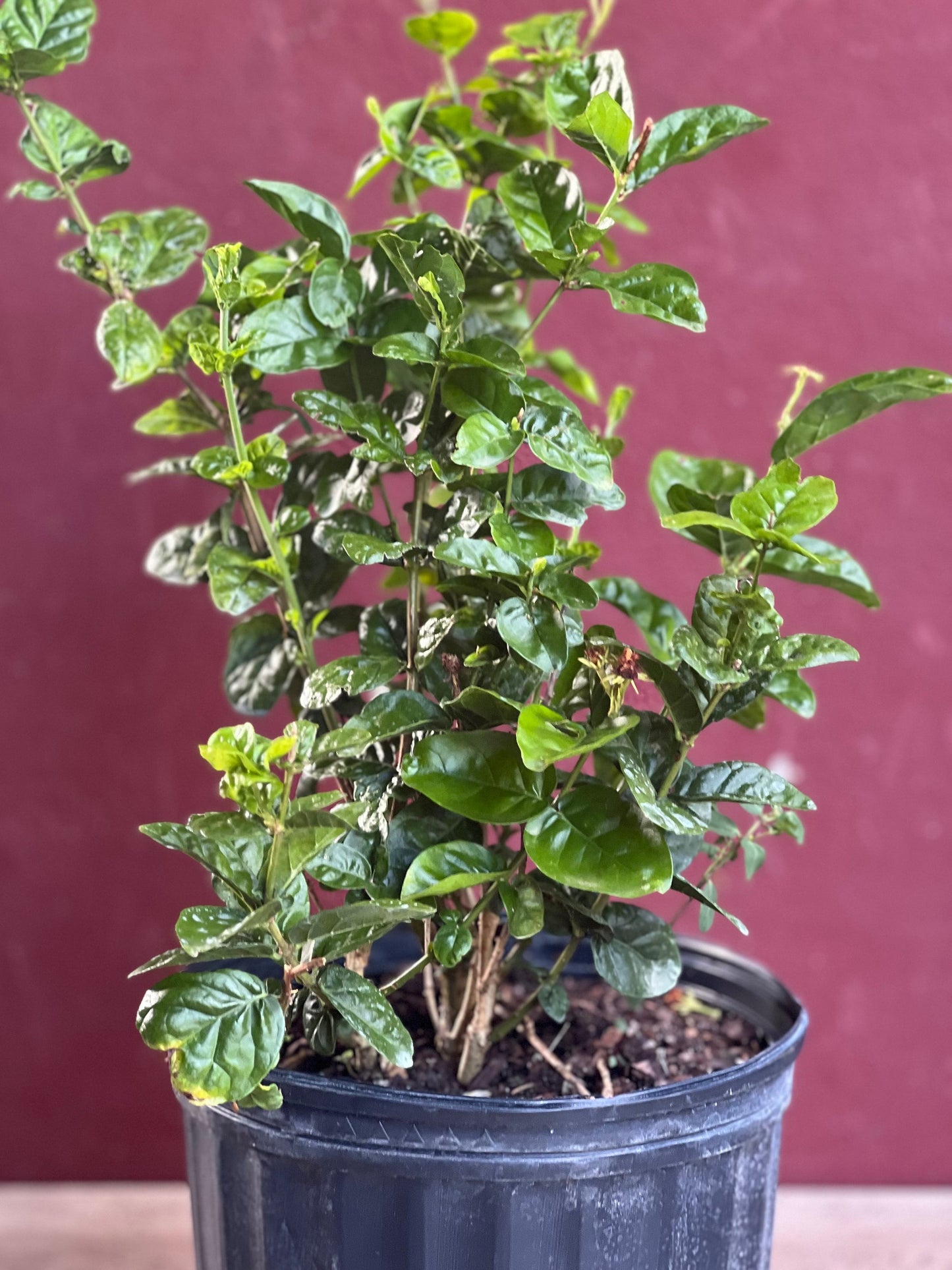 Jasmine Grand Duke in 10" Pot Pot, Fragrance