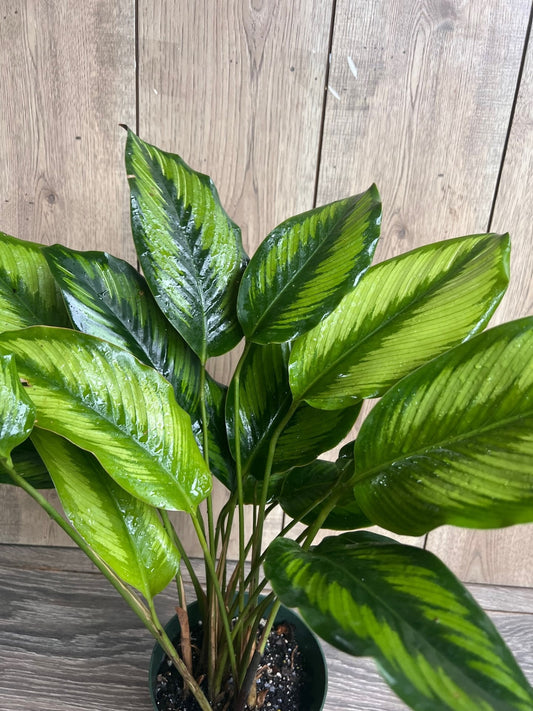 Calathea Beauty Star - Calathea , in 6" pot, Prayer Plant