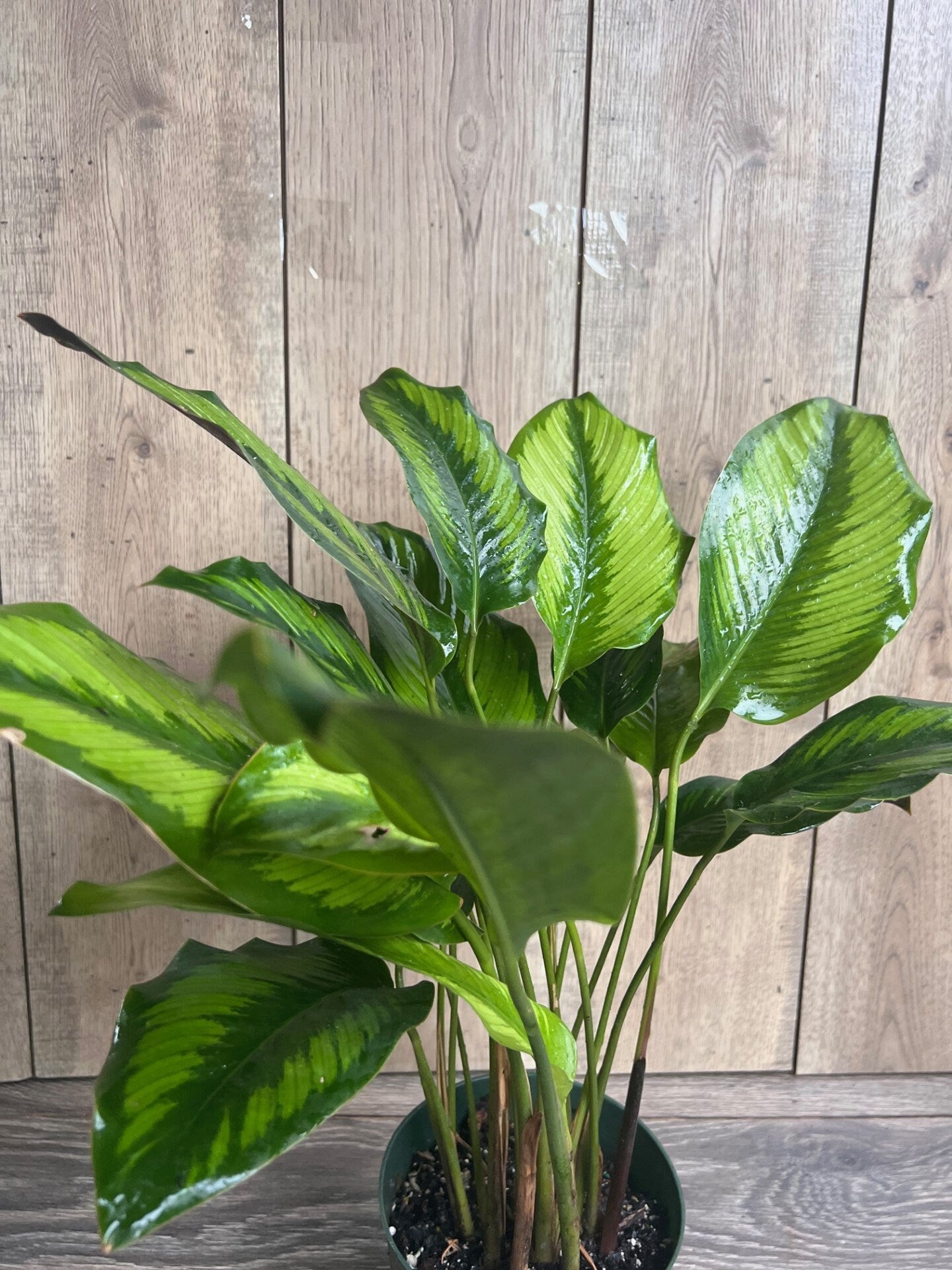 Calathea Beauty Star - Calathea , in 6" pot, Prayer Plant