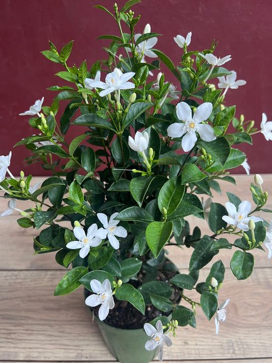 Asian Snow Jasmine in 6" Pot, house plant, indoor plant, outdoor plant