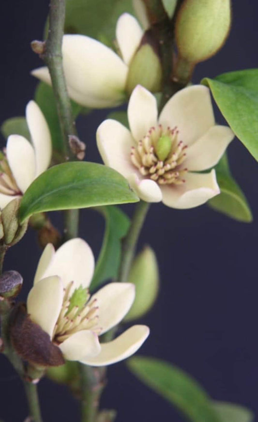 Magnolia figo, Michelia figo – Banana shrub in 6" Pot