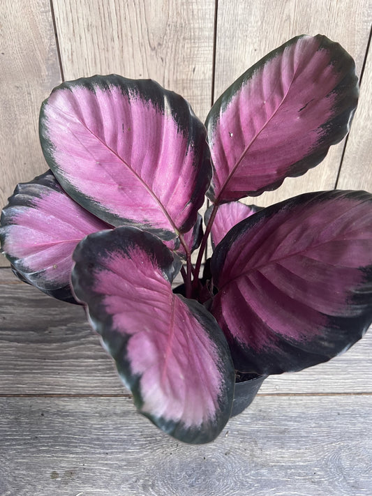 Calathea pink star  in 6" Pot