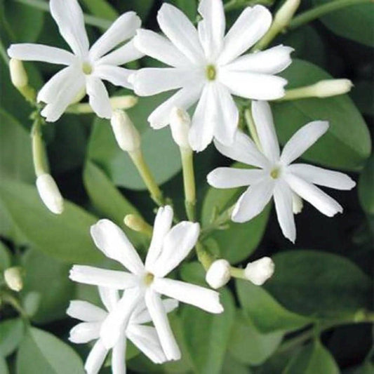 Jasmine Molle , jasmine Indian Jui in 4", Jasminum molle