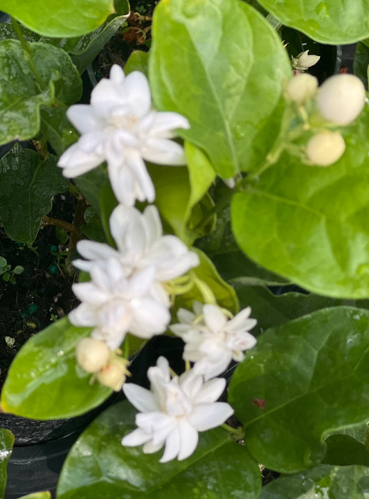 Jamine Mysore Mulli in 4" Pot Pot, Fragrance, Flowers and Brilliant Green Leaves