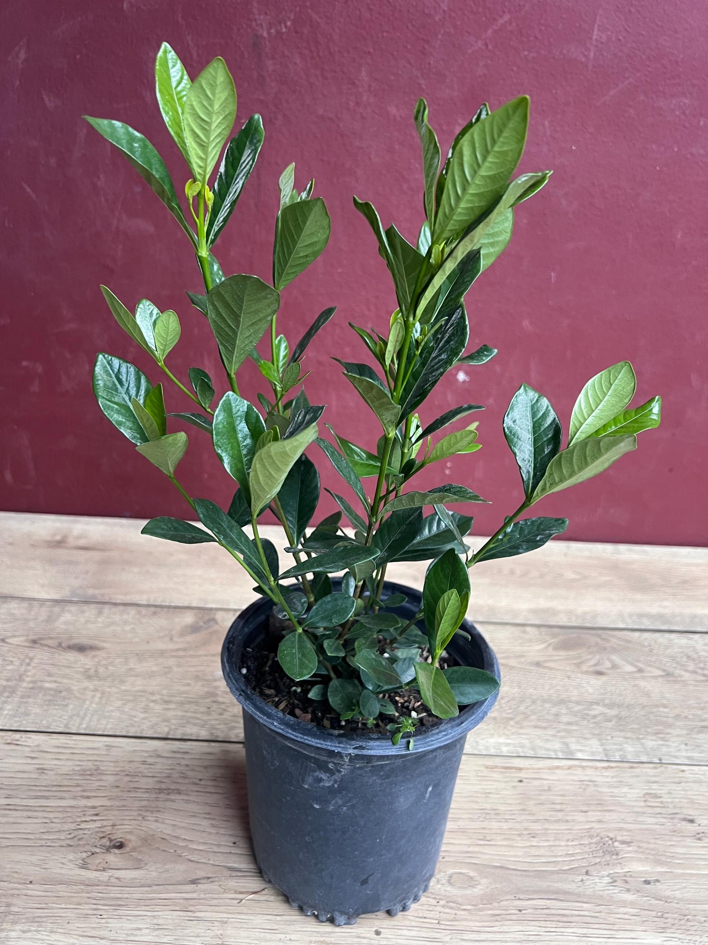 Gardenia jasminoides 'Button' in 6" pot, Gardenia