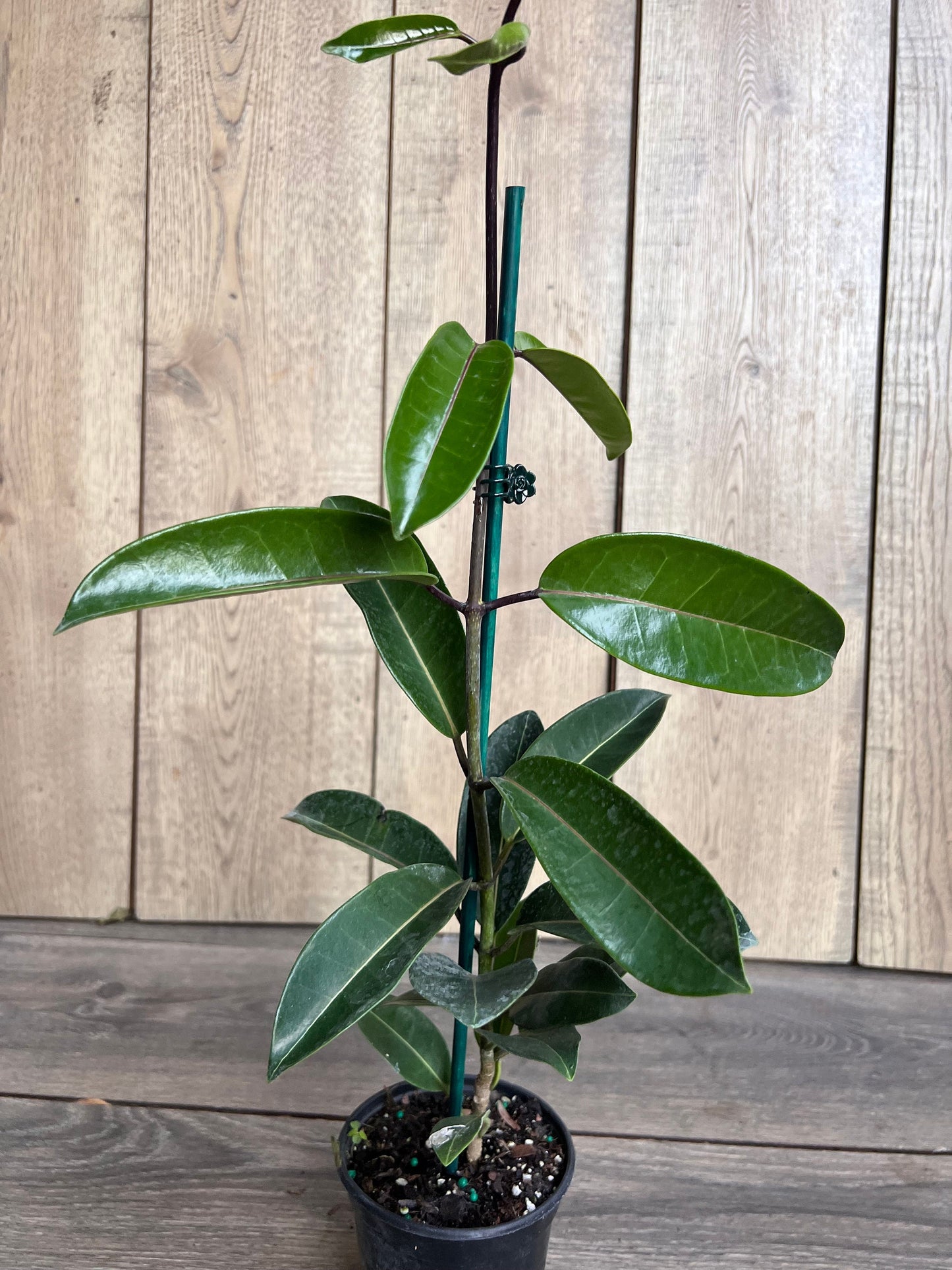 Stephanotis Floribunda Plant in 6", Jasminoides, Madagascar Jasmine, Bridal Bouquet Wedding Flower