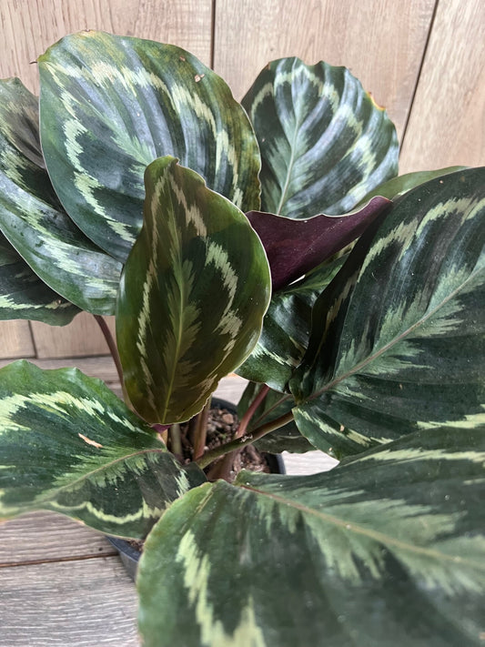 Calathea Medallion,  Medallion 6" pot, Prayer plant