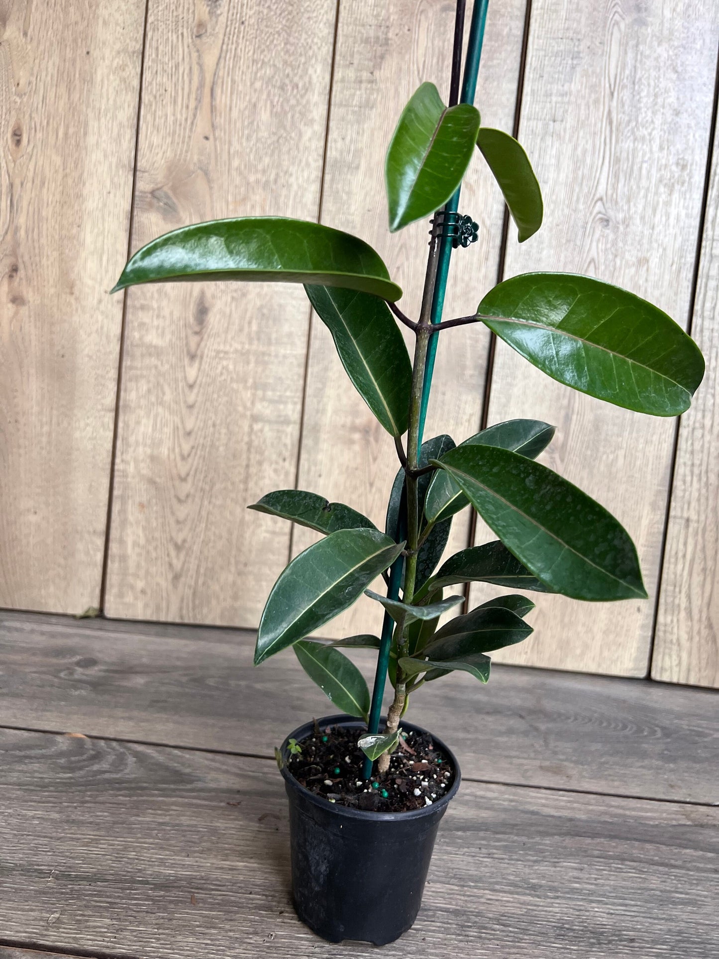 Stephanotis Floribunda Plant in 6", Jasminoides, Madagascar Jasmine, Bridal Bouquet Wedding Flower