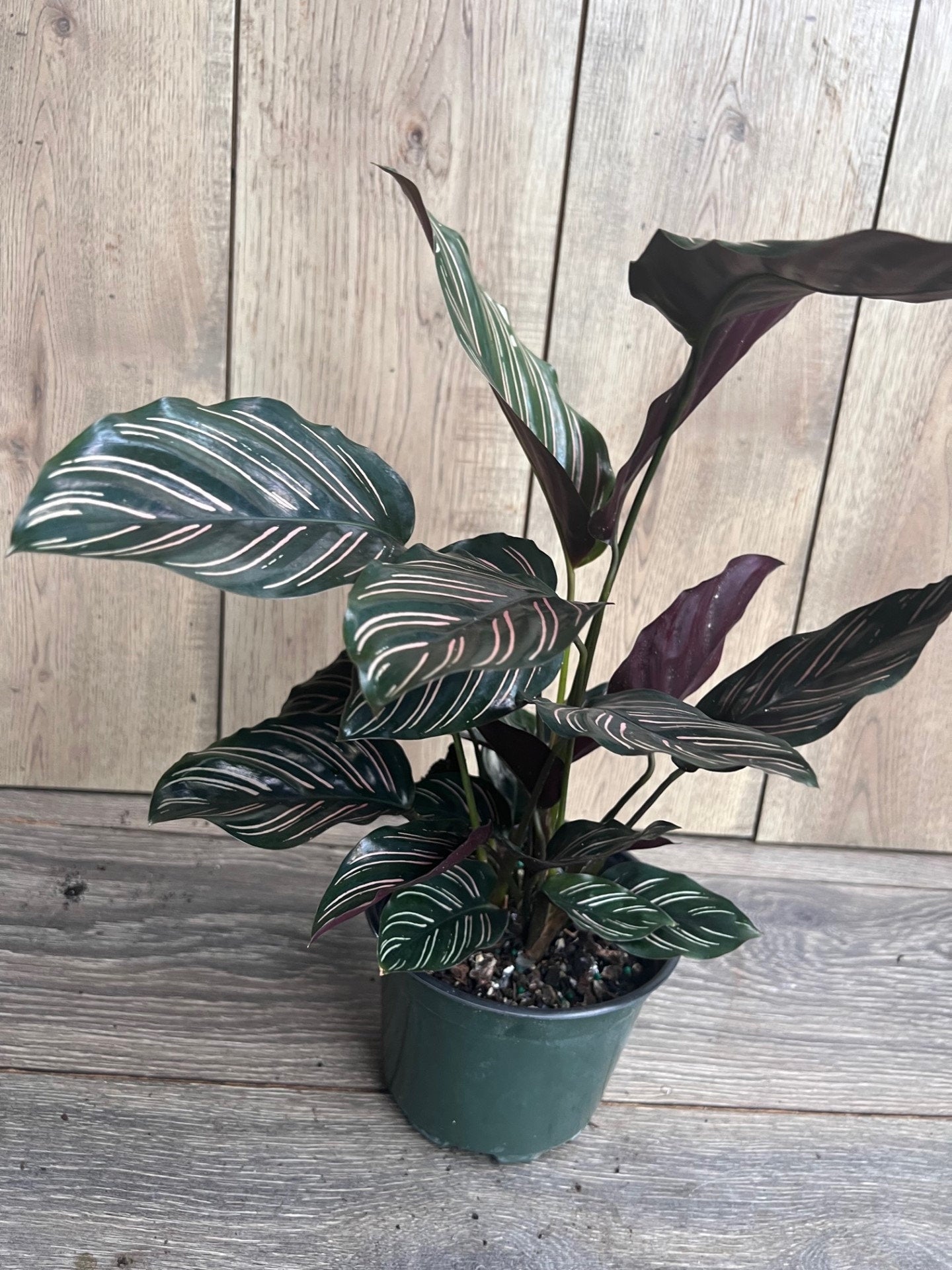 Calathea Ornata in 6" Pot, prayer plant