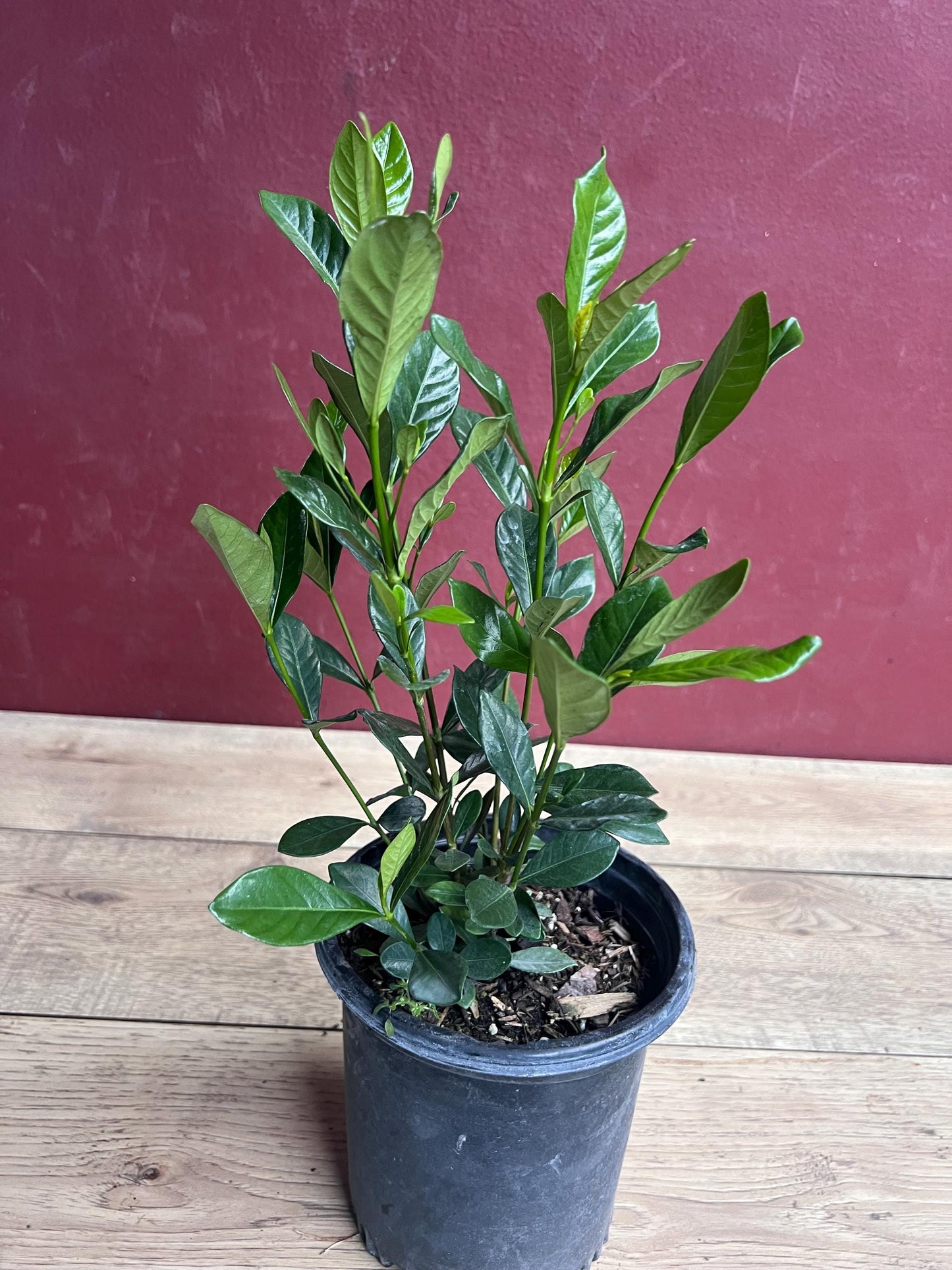 Gardenia jasminoides 'Button' in 6" pot, Gardenia