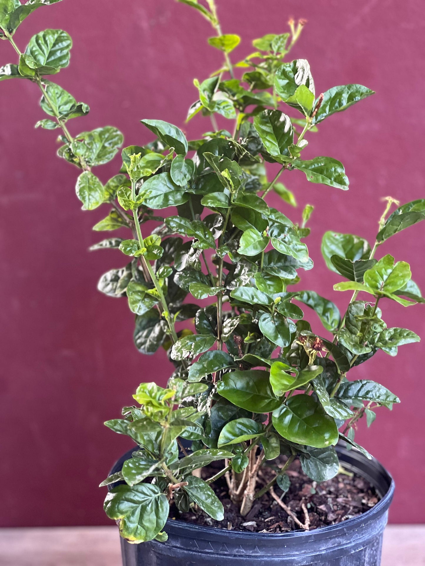 Jasmine Grand Duke in 10" Pot Pot, Fragrance