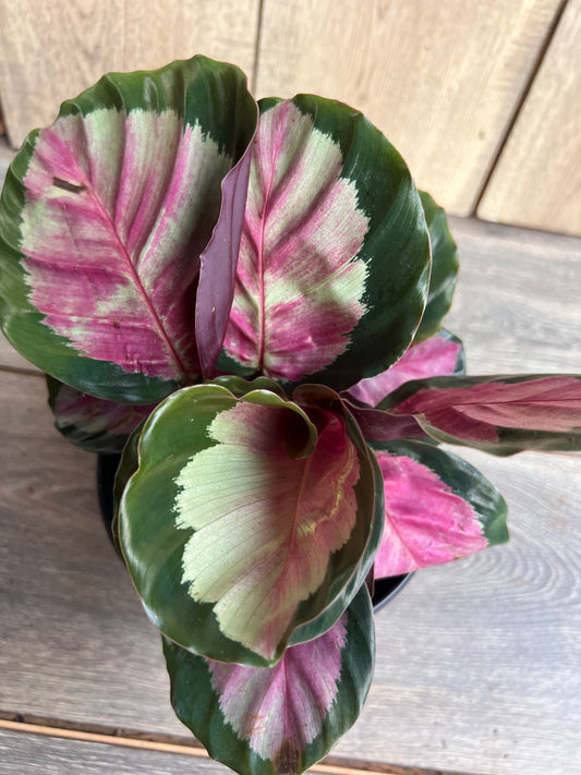 Calathea roseopicta ‘Rosy’   in 6" Pot,  Rossy