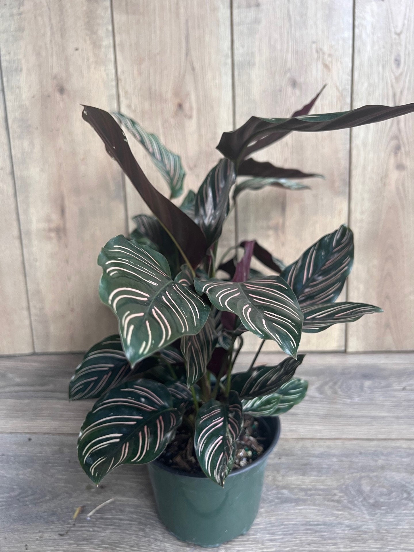 Calathea Ornata in 6" Pot, prayer plant