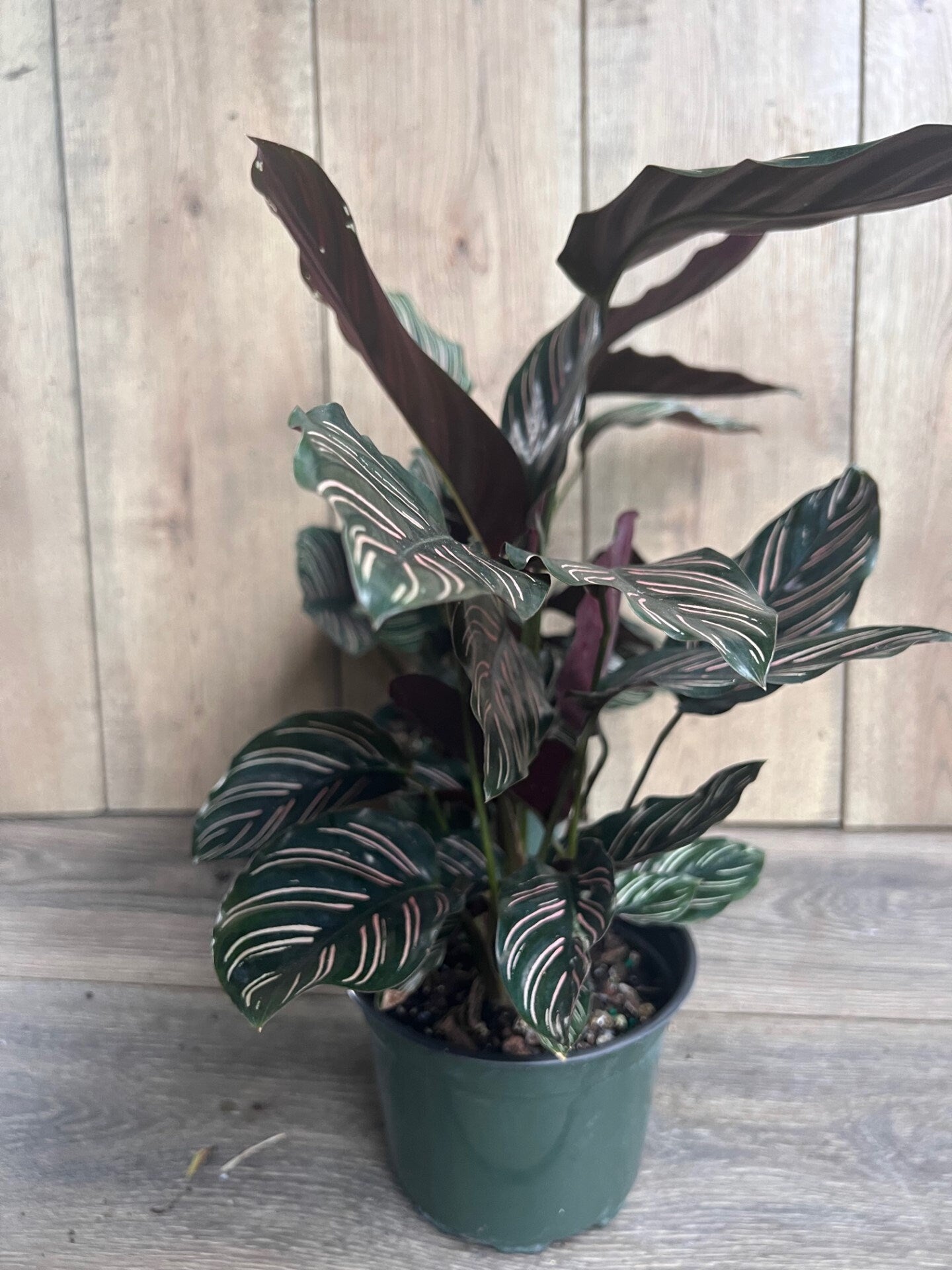 Calathea Ornata in 6" Pot, prayer plant