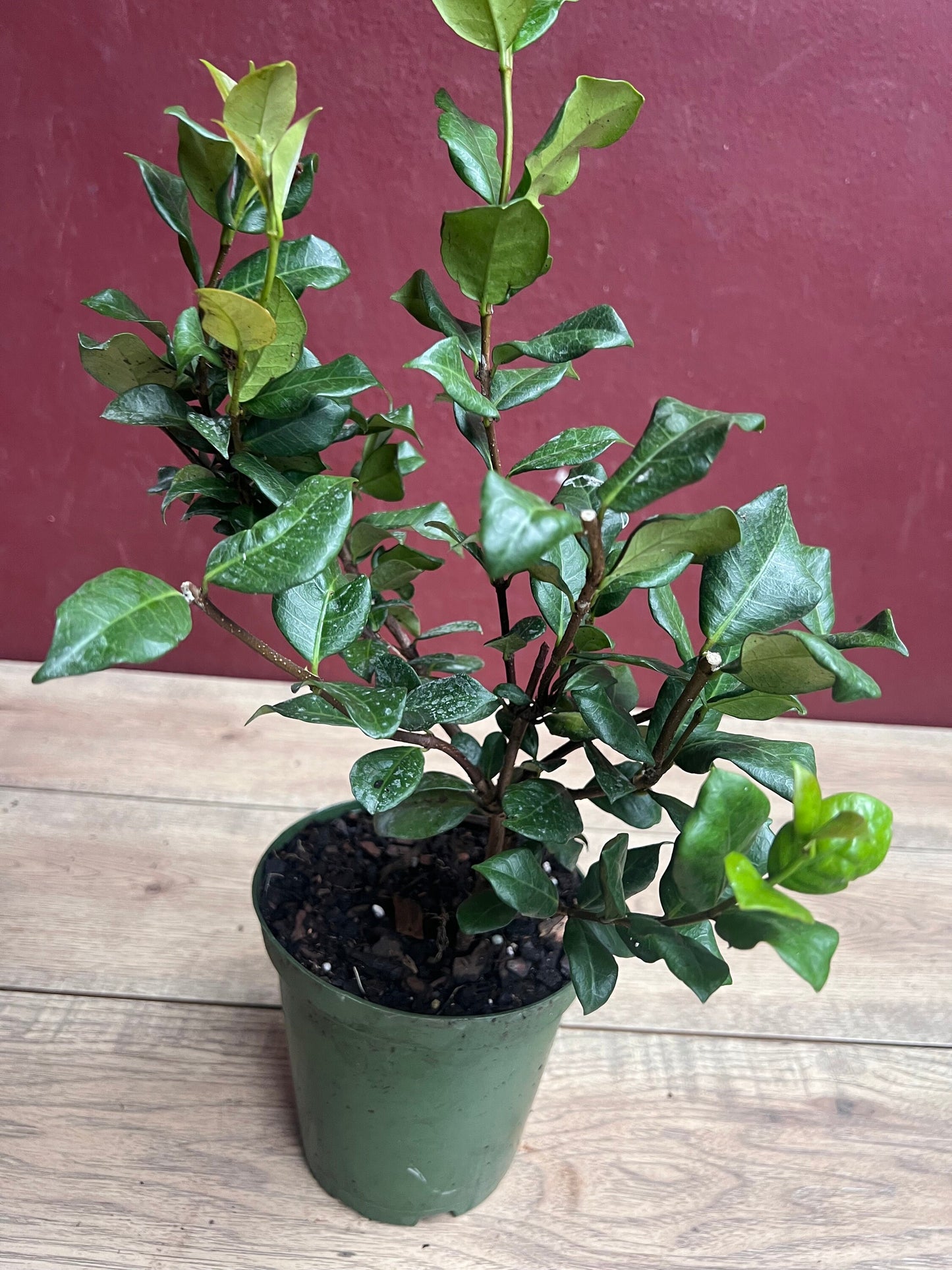 Confederate Jasmine,  Trachelospermum jasminoides, star jasmine in 6" Pot