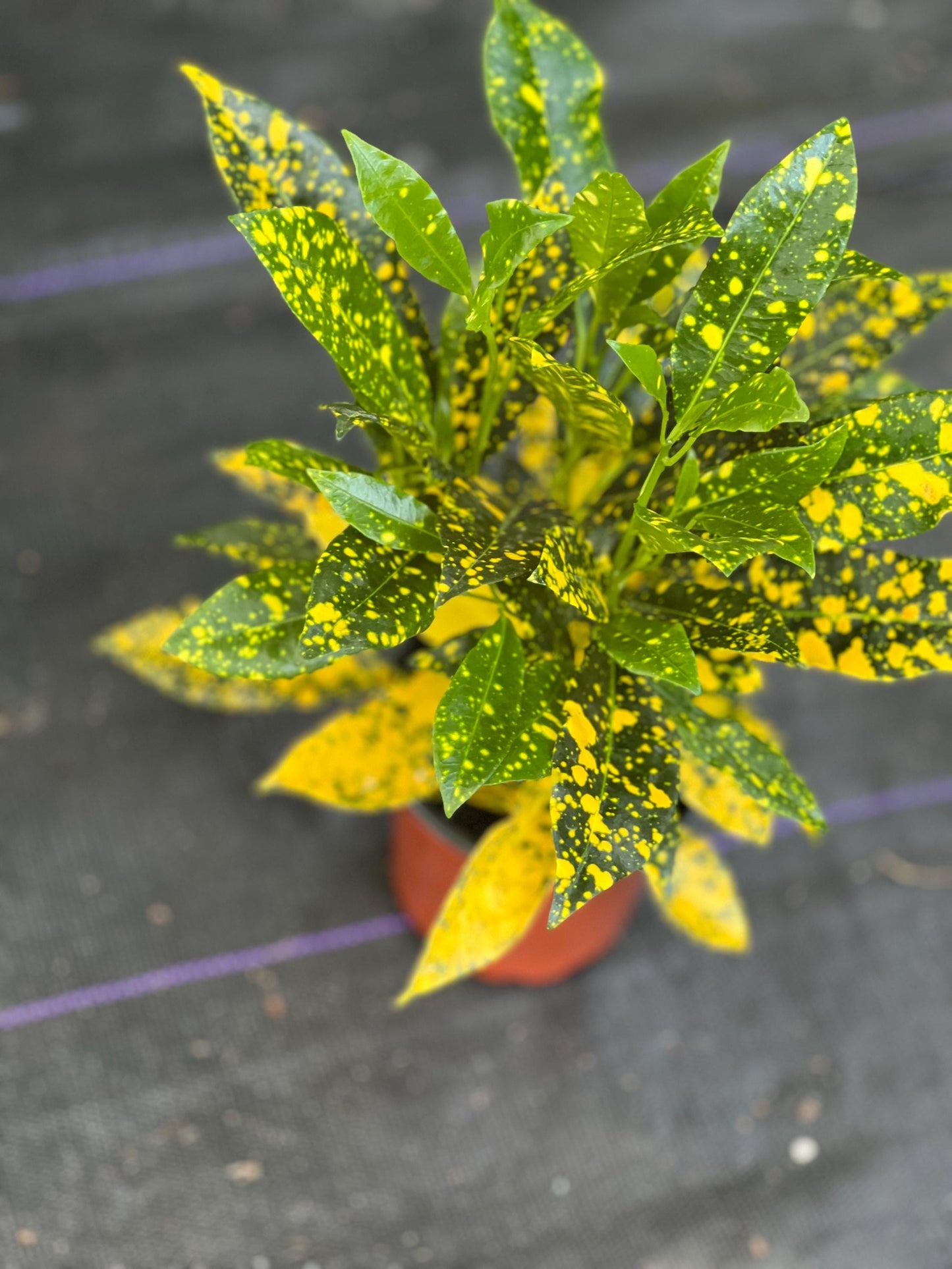 Croton Gold Star in 4" Pot, house plant, indoor, outdoor