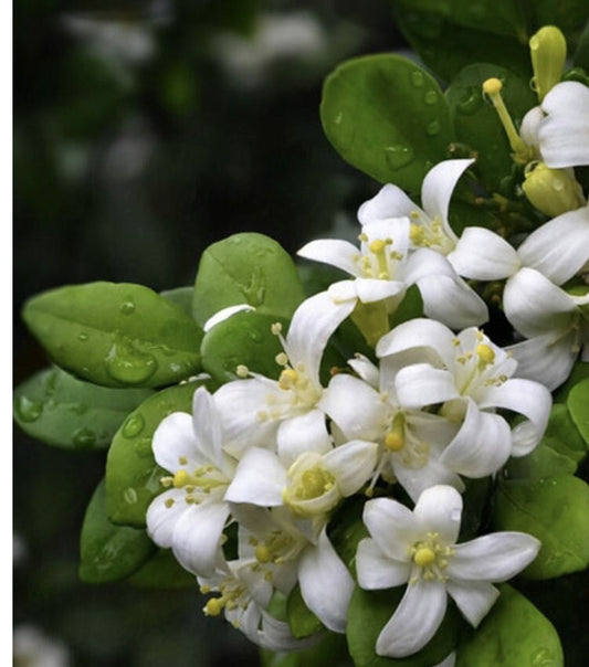 Orange Jasmine in 4" Pot, Murraya paniculata