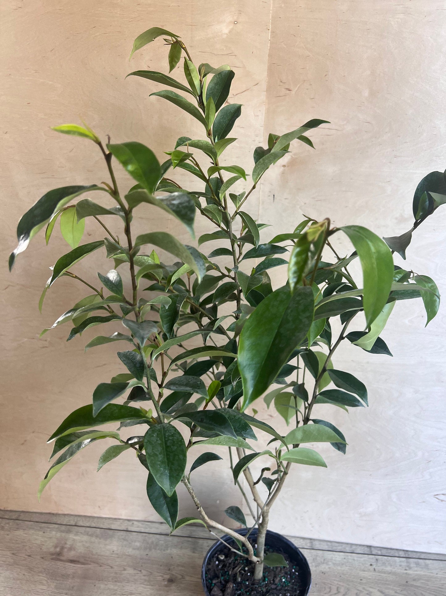 Magnolia figo, Michelia figo – Banana shrub in 6" Pot