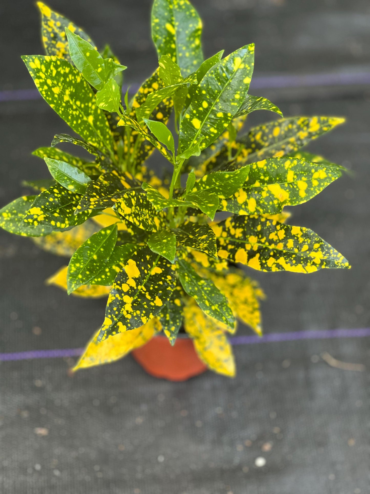 Croton Gold Star in 4" Pot, house plant, indoor, outdoor