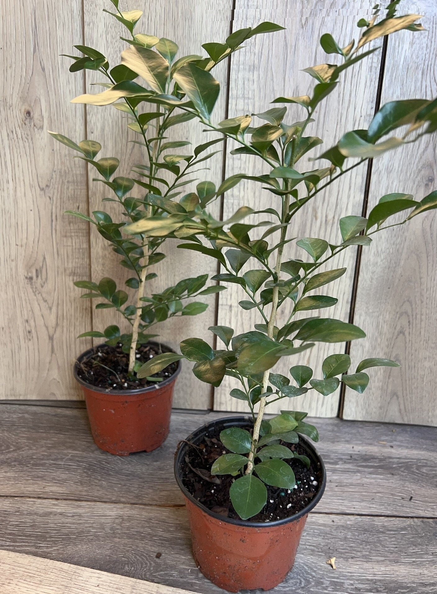 Orange Jasmine in 6" Pot, Murraya paniculata