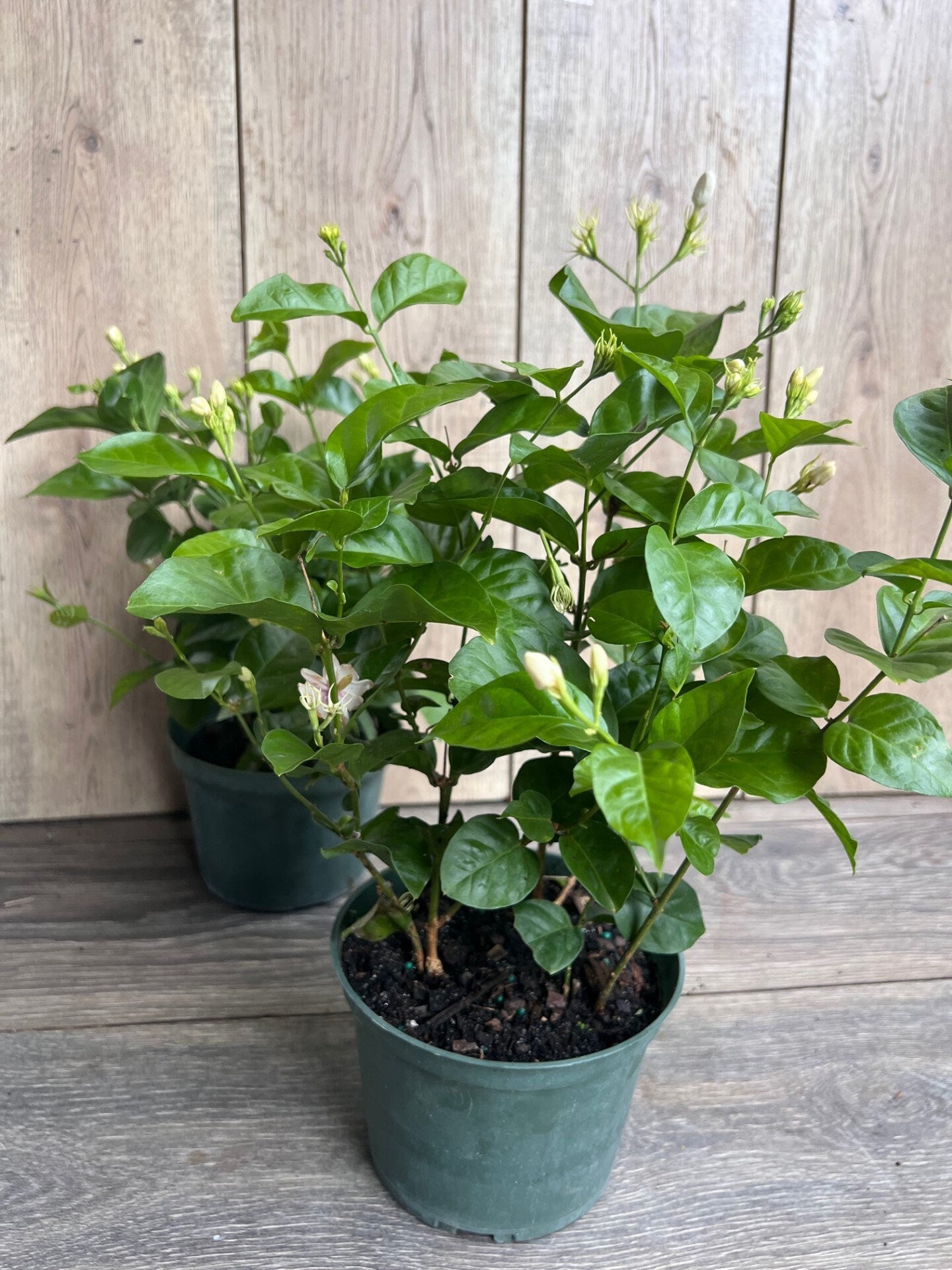 Jasminum sambac, Maid of New Orleans jasmine in 6" Pot, Arabian Jasmine