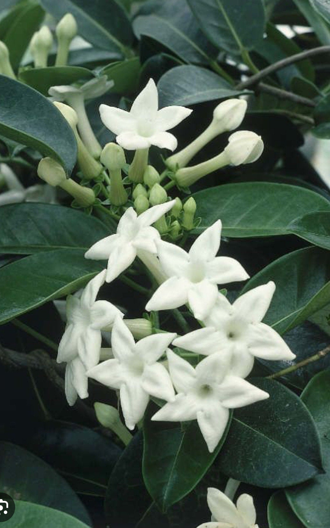 Stephanotis Floribunda Plant in 6", Jasminoides, Madagascar Jasmine, Bridal Bouquet Wedding Flower