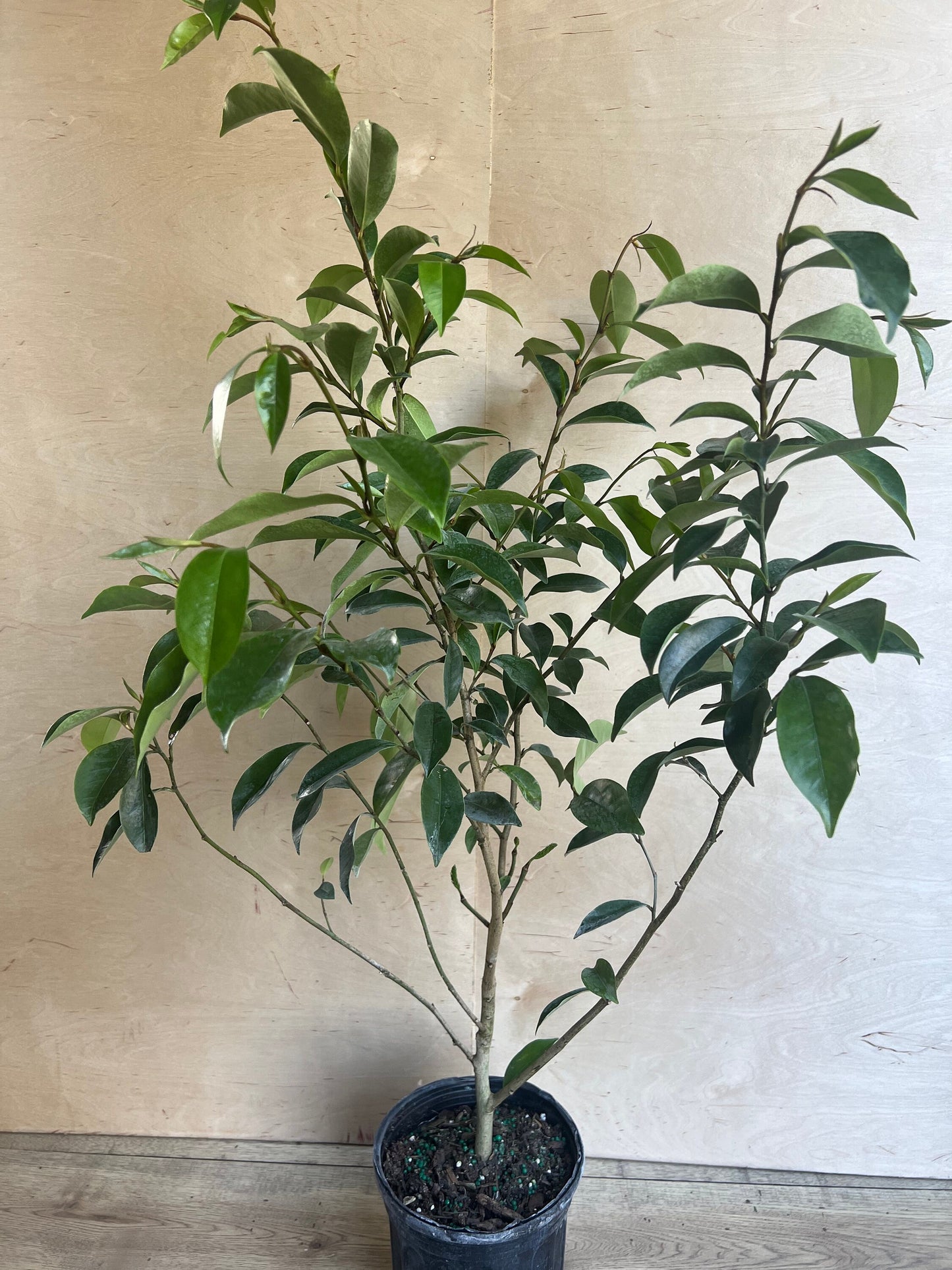 Magnolia figo, Michelia figo – Banana shrub in 6" Pot