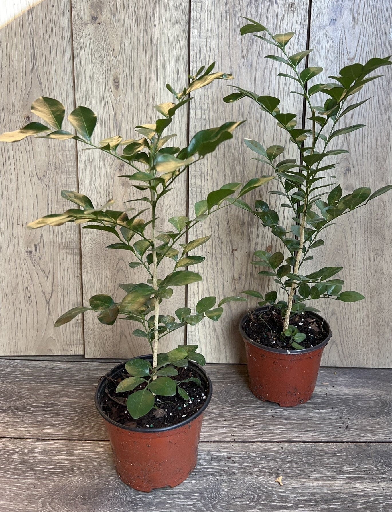 Orange Jasmine in 6" Pot, Murraya paniculata