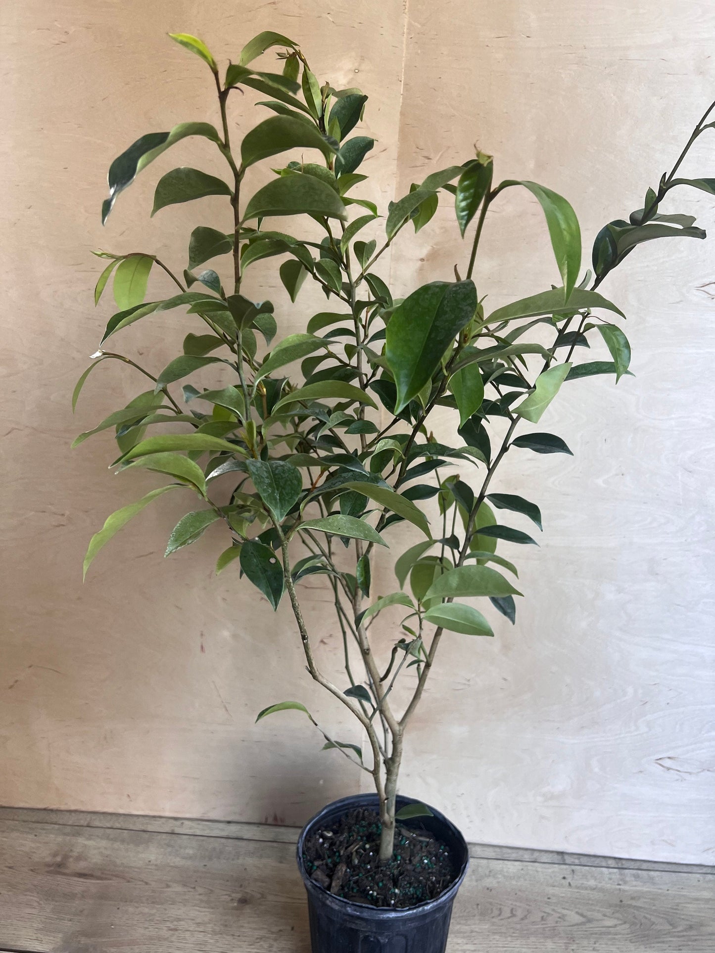 Magnolia figo, Michelia figo – Banana shrub in 6" Pot