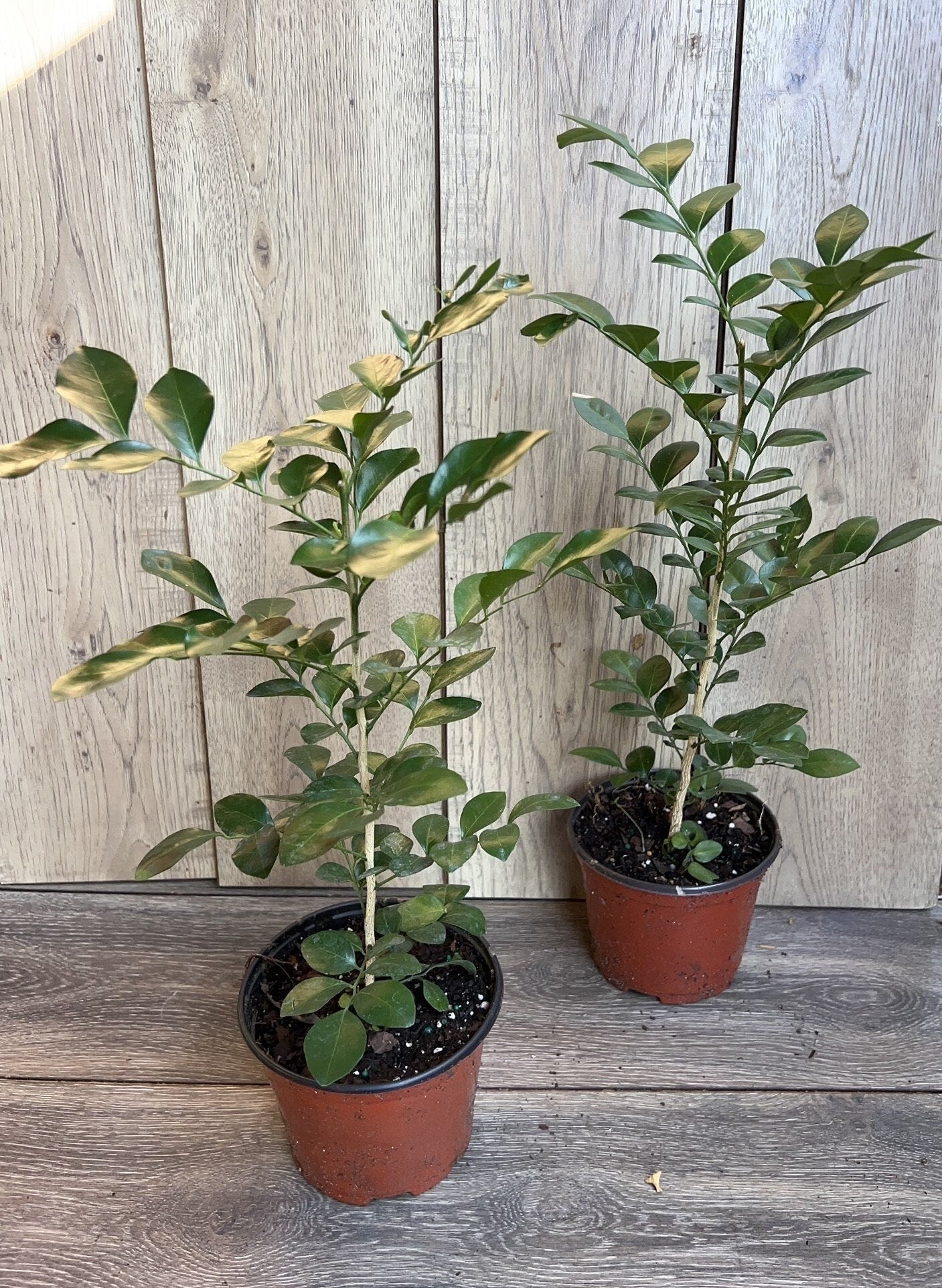 Orange Jasmine in 6" Pot, Murraya paniculata