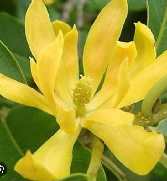 Magnolia champaca, Michelia champaca in 4" Pot, Joy Perfume Tree, cempaka