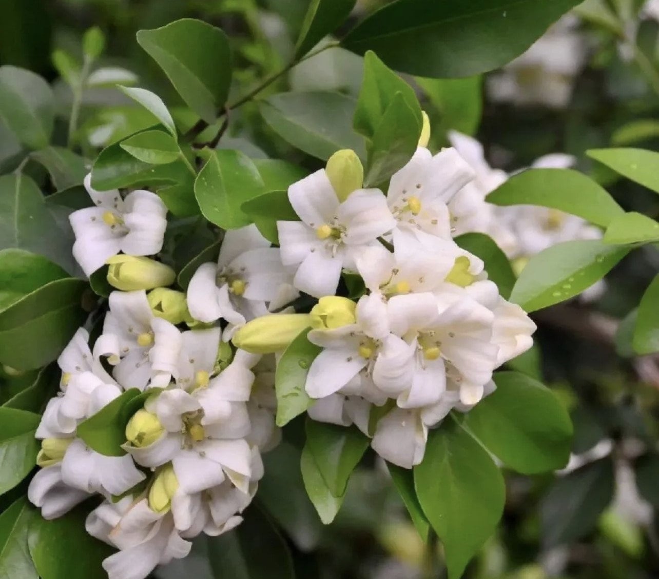 Orange Jasmine in 6" Pot, Murraya paniculata