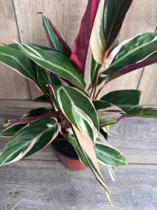 Calathea Stromanthe "TrioStar" Variegated in 6"pot, Prayer Plant