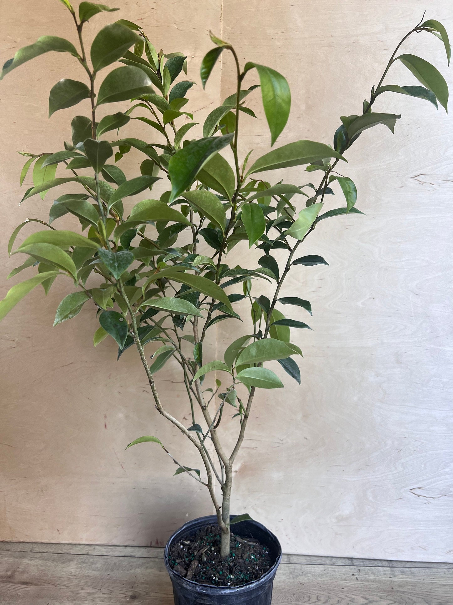 Magnolia figo, Michelia figo – Banana shrub in 6" Pot