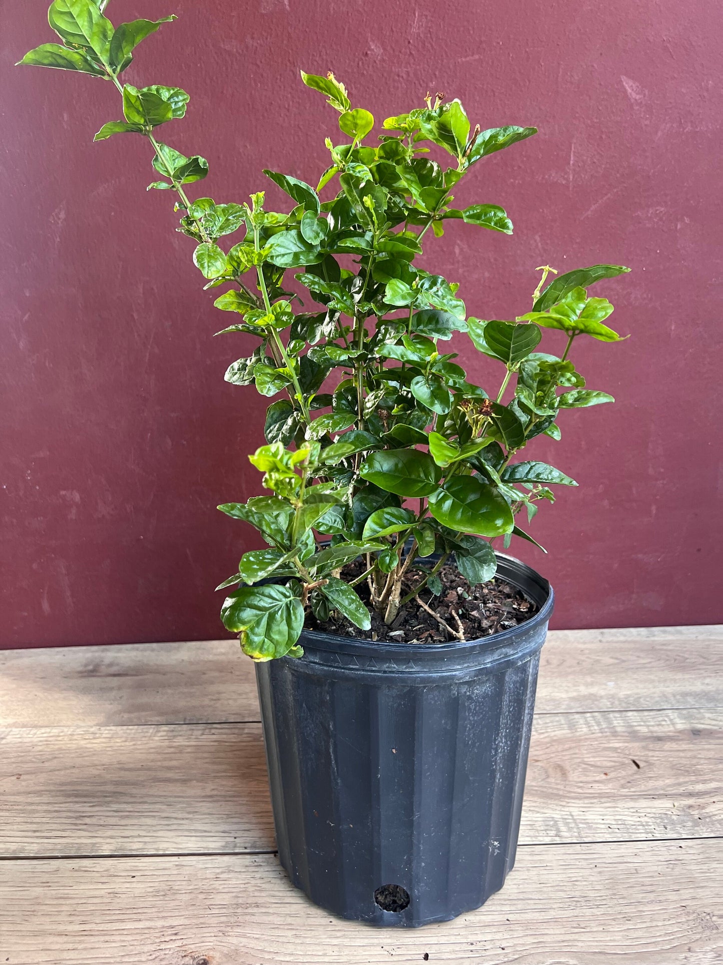 Jasmine Grand Duke in 10" Pot Pot, Fragrance