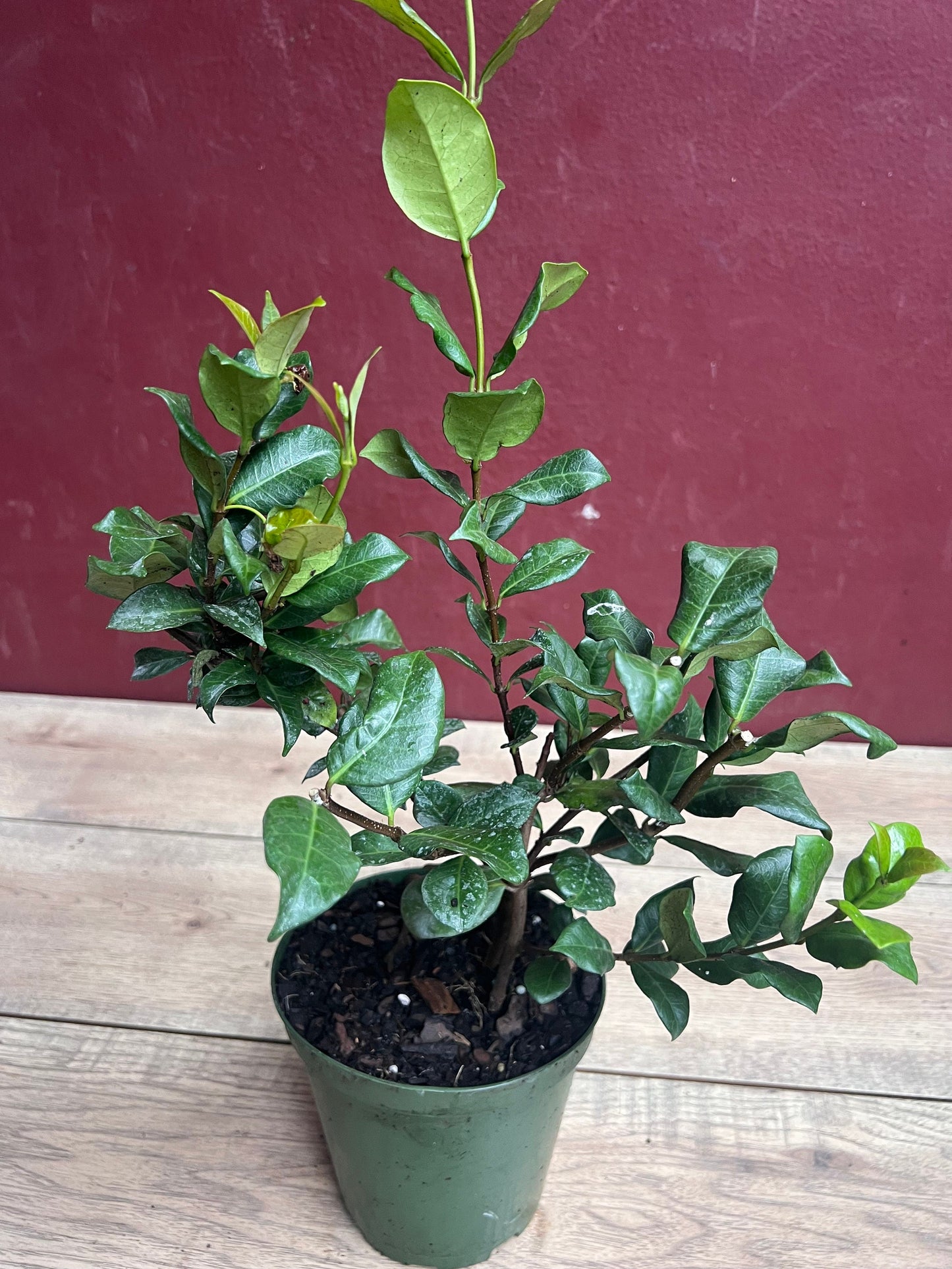 Confederate Jasmine,  Trachelospermum jasminoides, star jasmine in 6" Pot