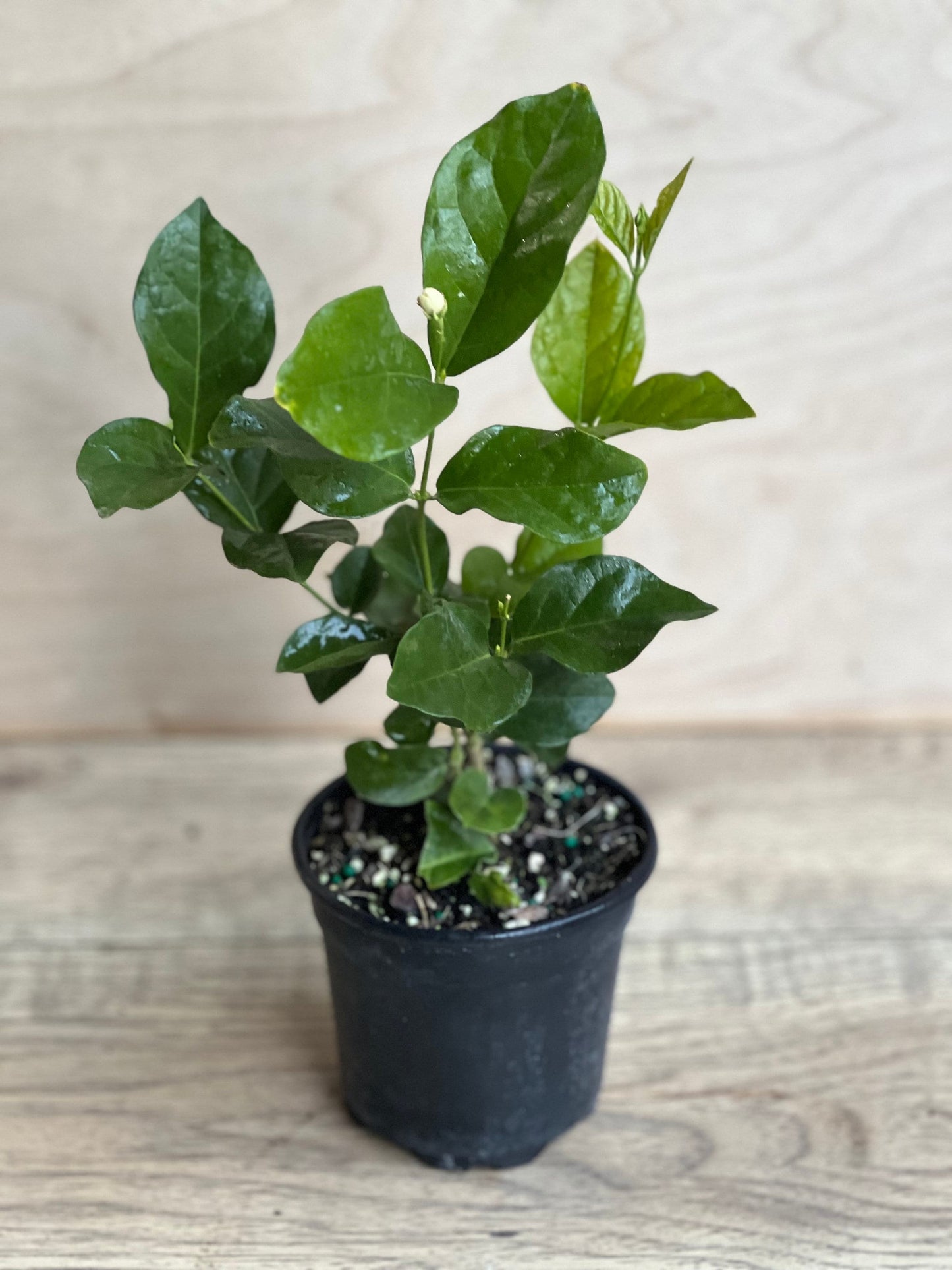 Jamine Mysore Mulli in 4" Pot Pot, Fragrance, Flowers and Brilliant Green Leaves