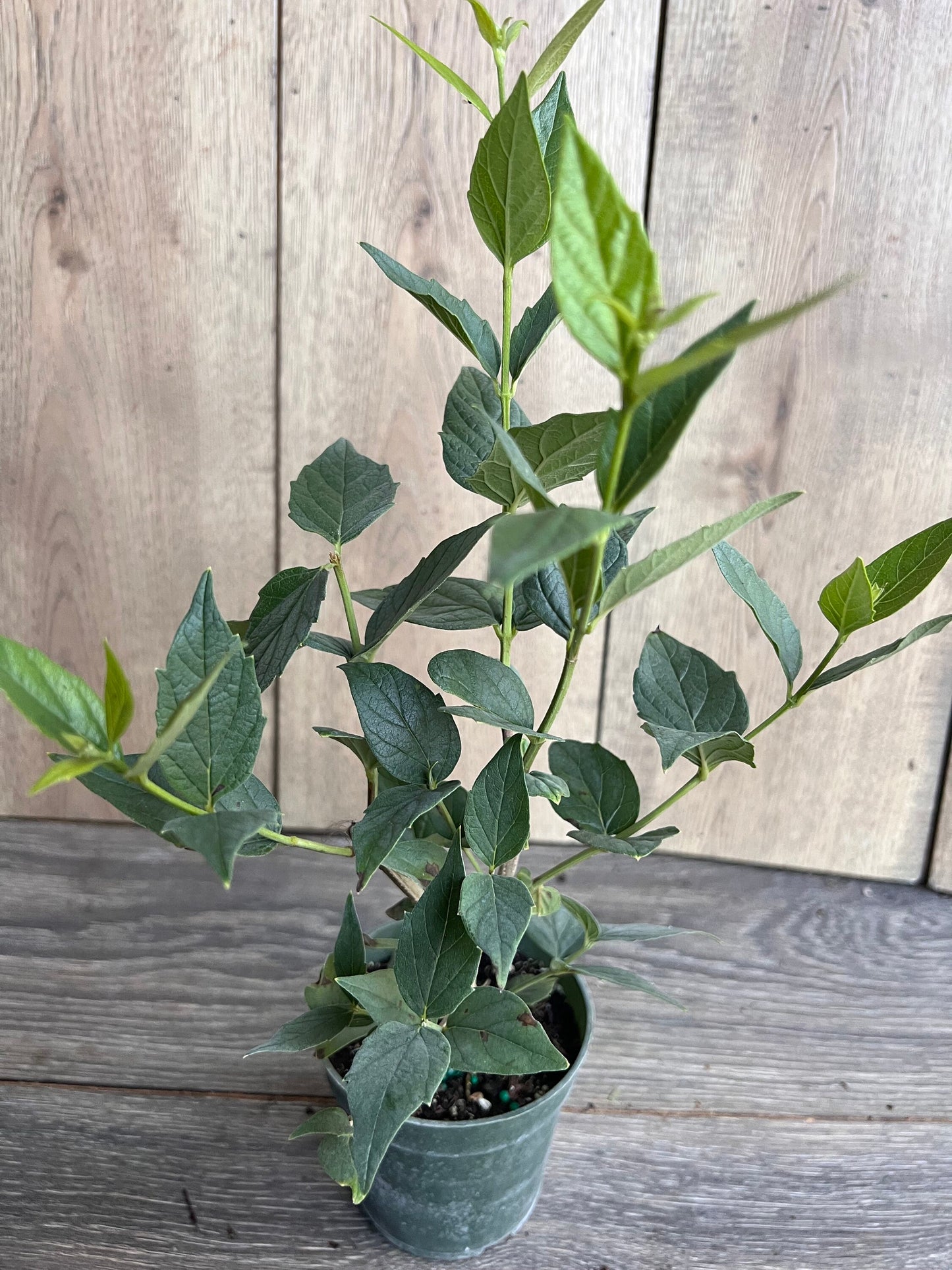 Nyctanthes arbor-tristis in 4" Pot