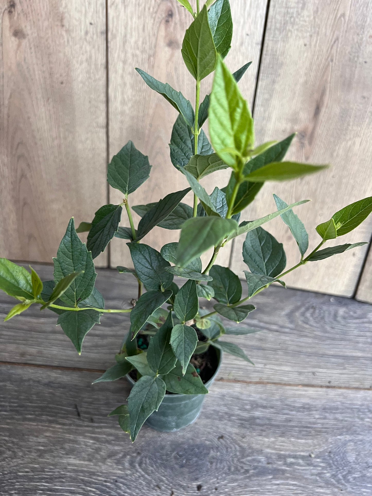 Nyctanthes arbor-tristis in 4" Pot