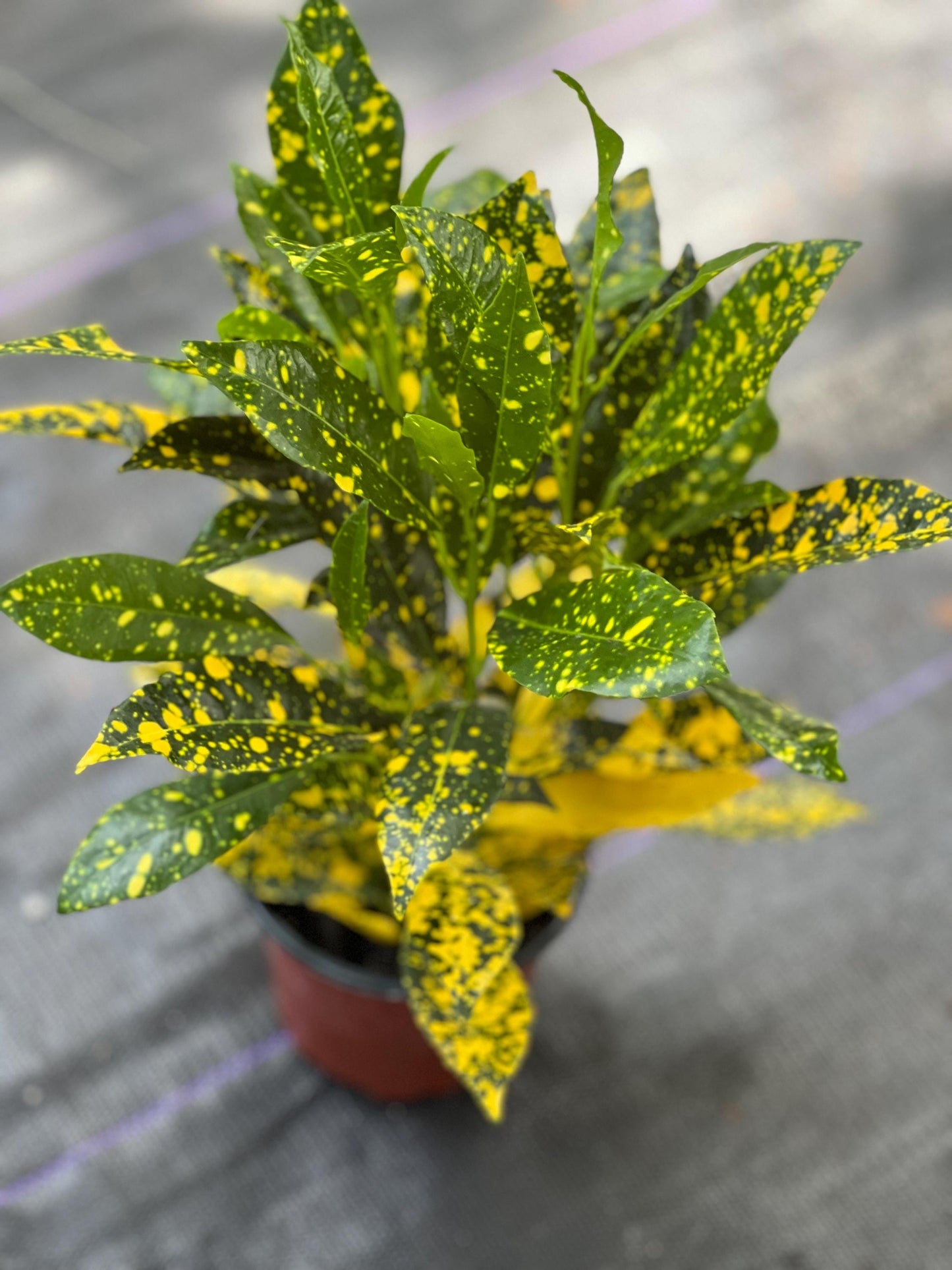 Croton Gold Star in 4" Pot, house plant, indoor, outdoor