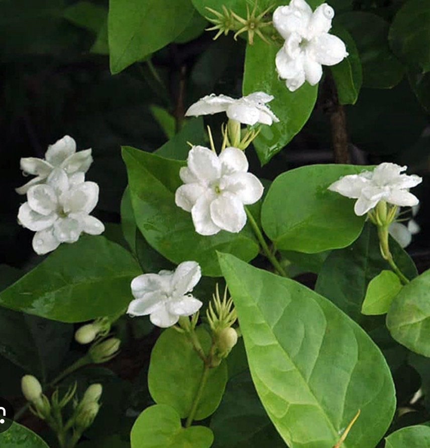 Jasminum sambac, Maid of New Orleans jasmine in 6" Pot, Arabian Jasmine