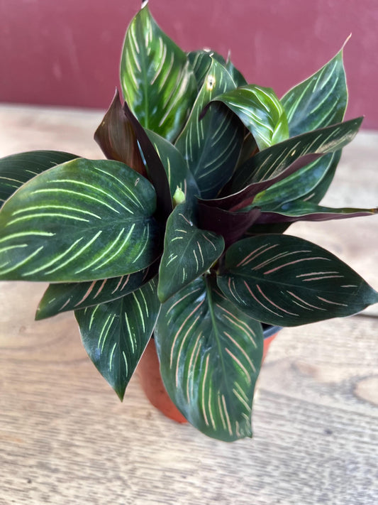 Calathea Beauty Star - Calathea , in 4" pot, Prayer Plant