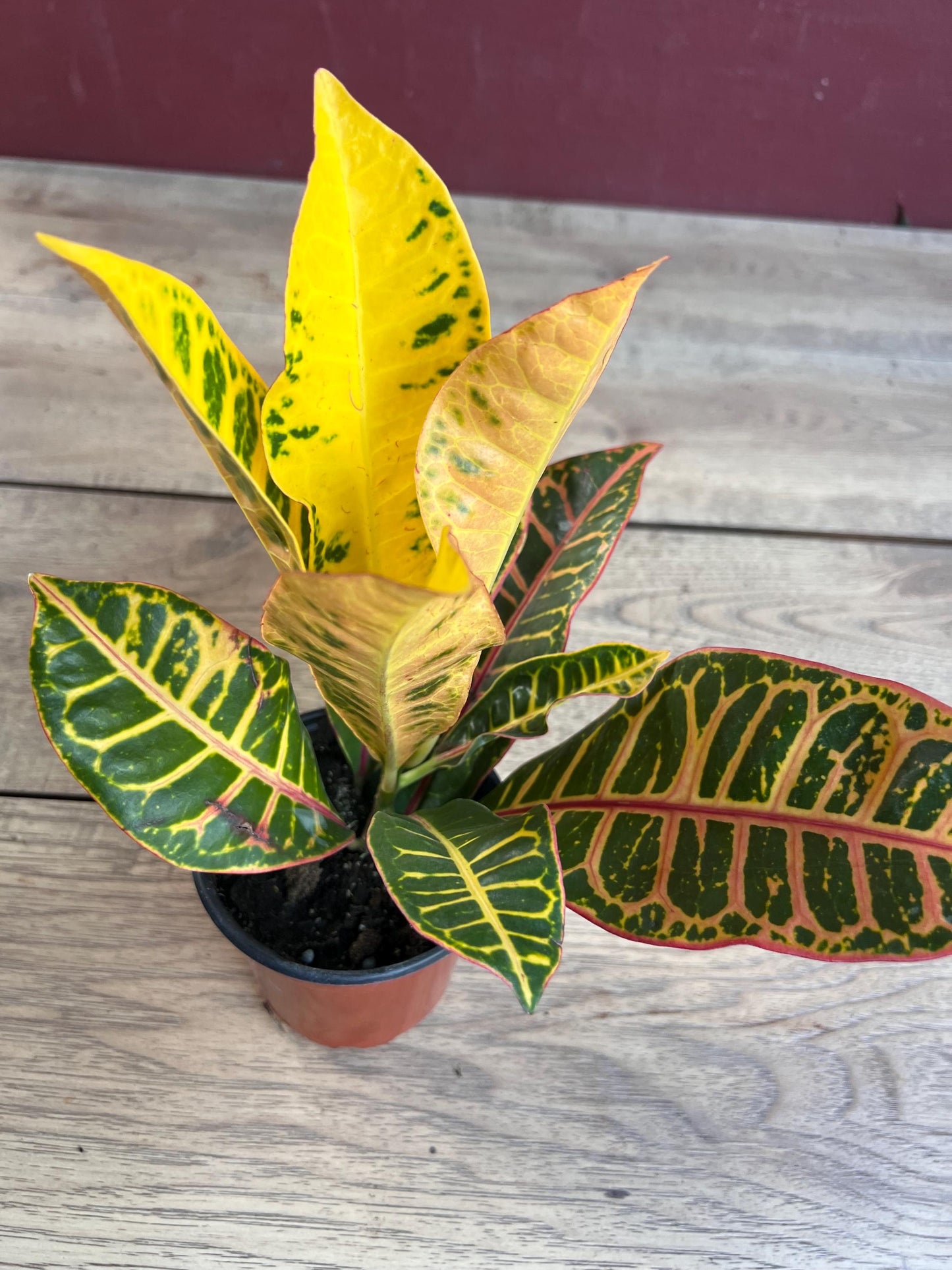 Croton  Petra  in 4" Pot, house plant, indoor, outdoor