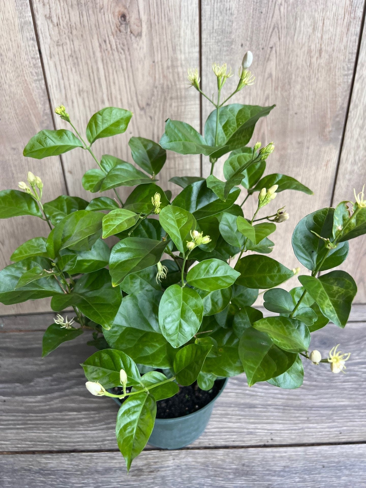 Jasminum sambac, Maid of New Orleans jasmine in 6" Pot, Arabian Jasmine