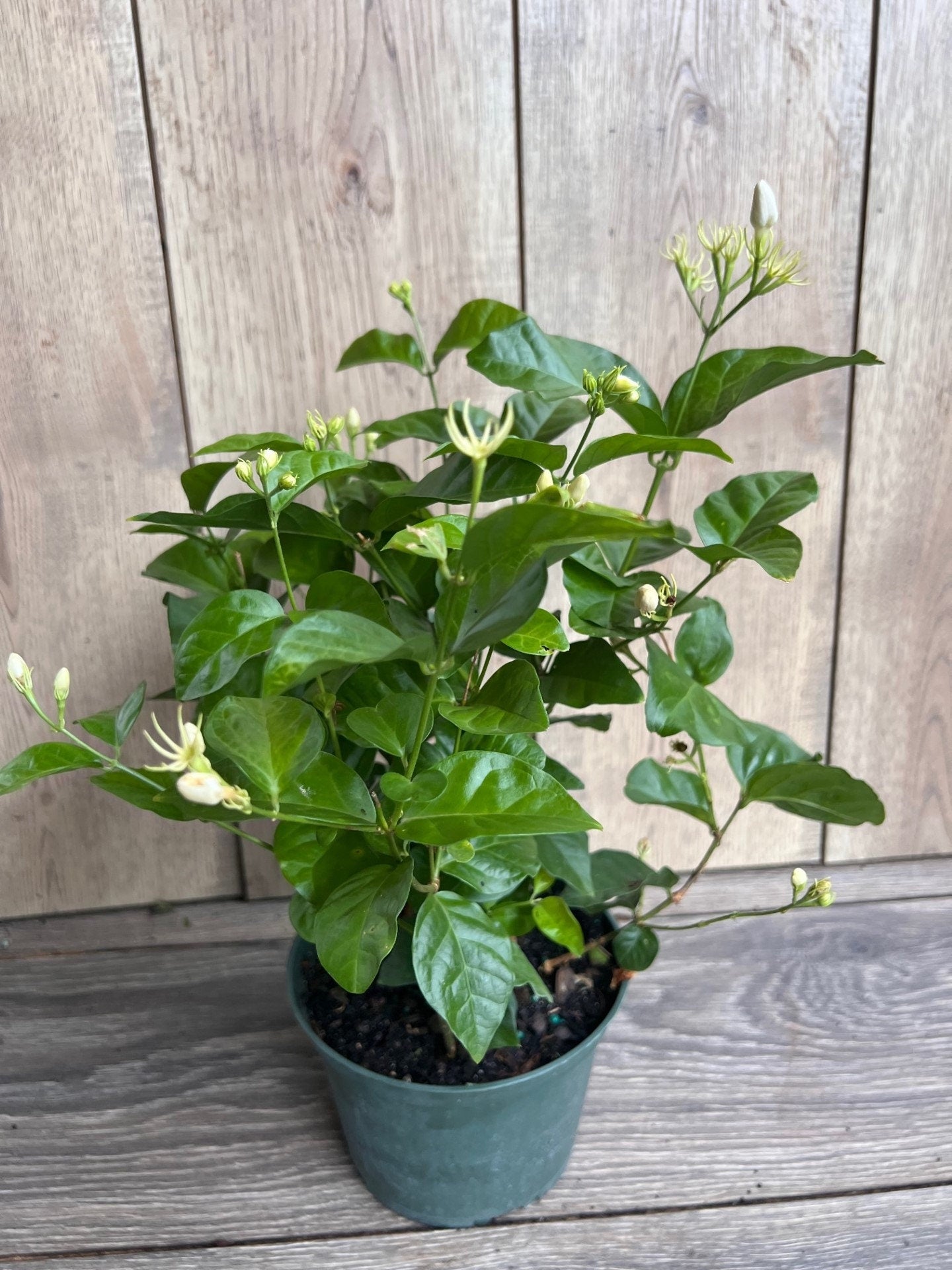 Jasminum sambac, Maid of New Orleans jasmine in 6" Pot, Arabian Jasmine